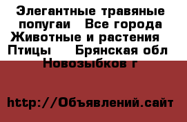 Элегантные травяные попугаи - Все города Животные и растения » Птицы   . Брянская обл.,Новозыбков г.